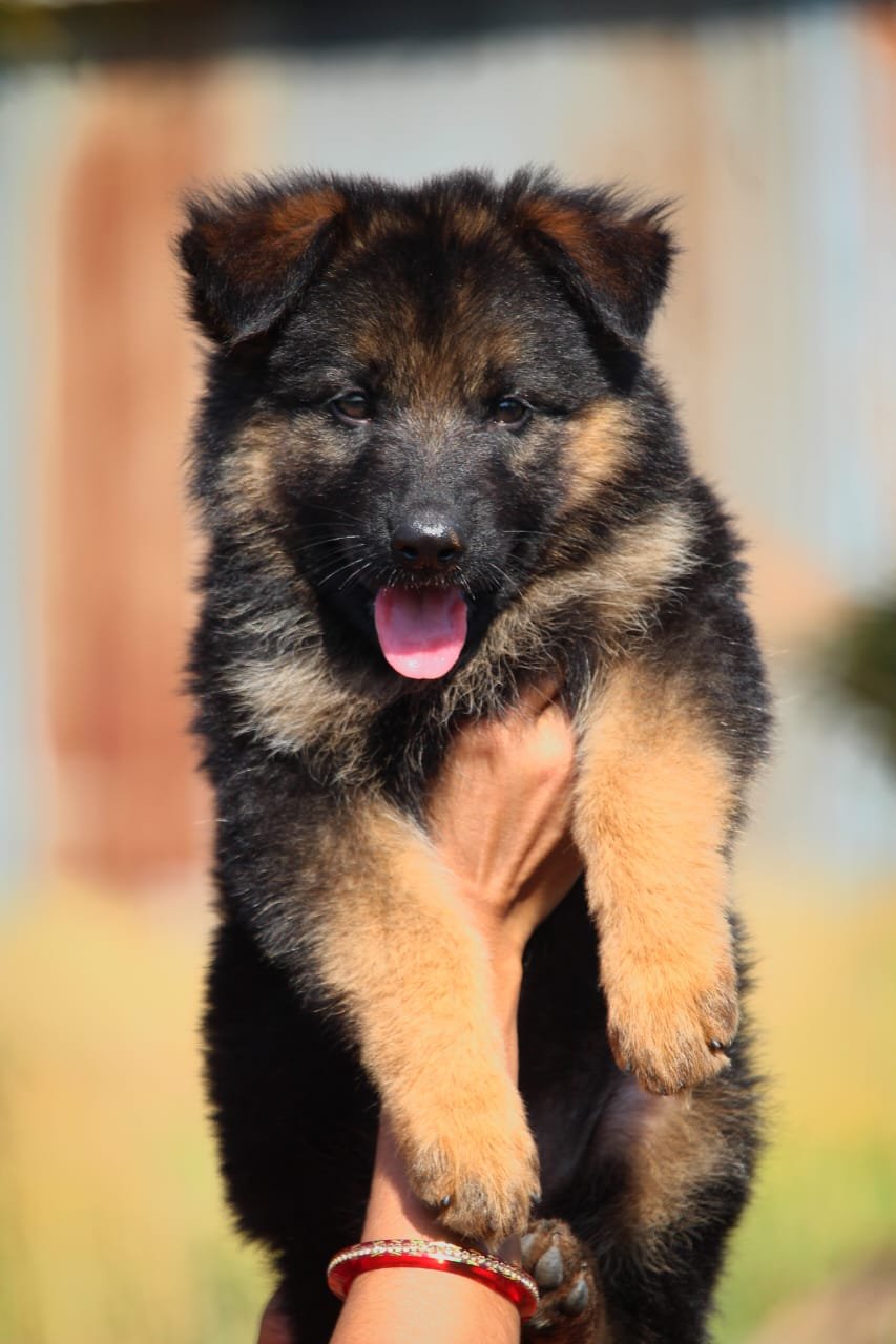Buy Vaccinated  German Shepherd Puppy from  India